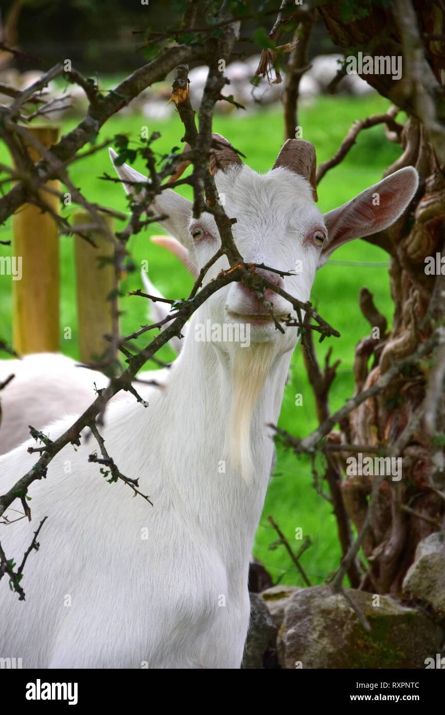 Eine weiße Ziege Nibbeln auf Ästen. Irland. Stockfoto