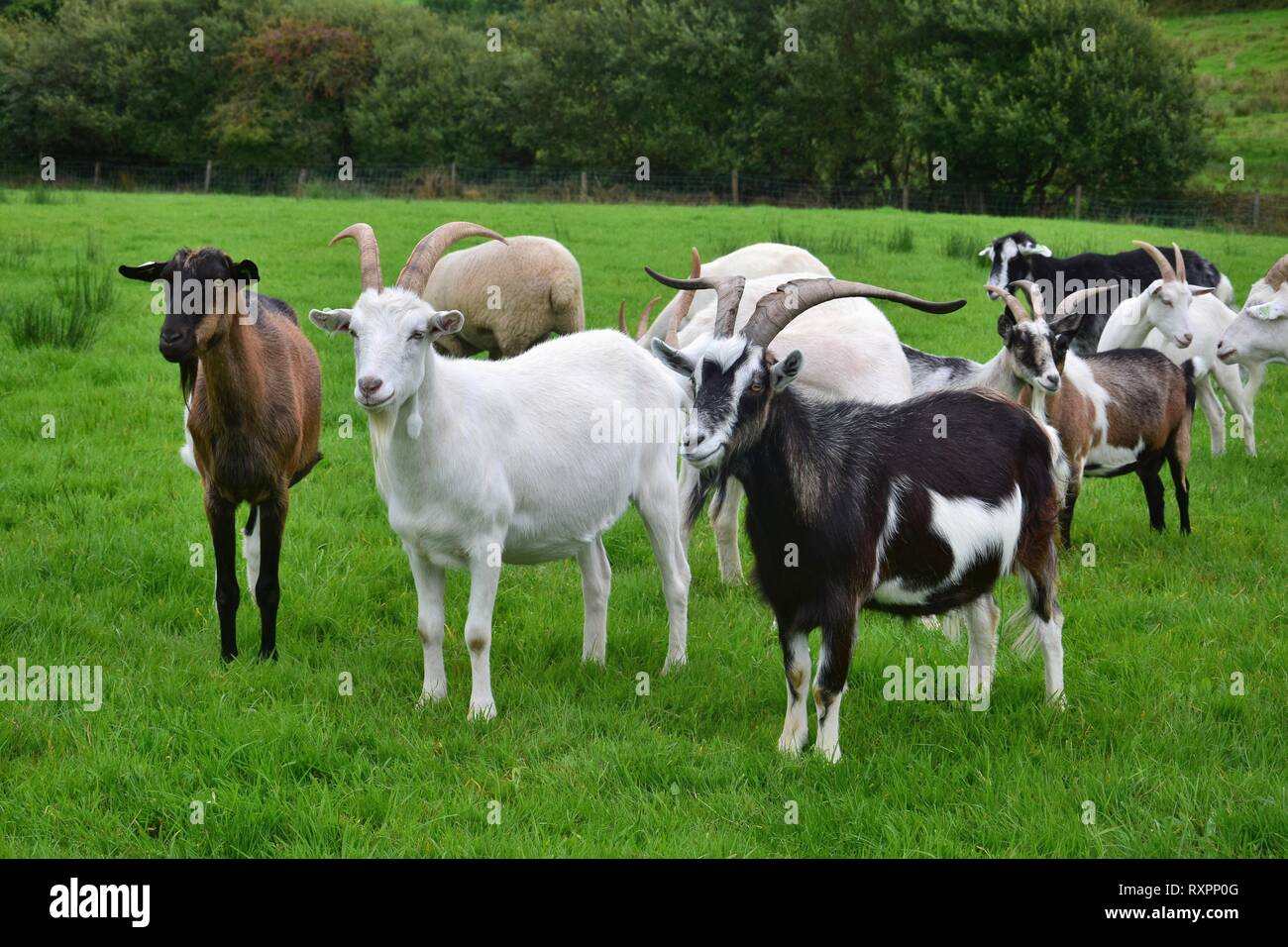 Eine Herde von Ziegen mit verschiedenen Farben auf einer Wiese in Irland. Die meisten von ihnen haben Hörner. Stockfoto