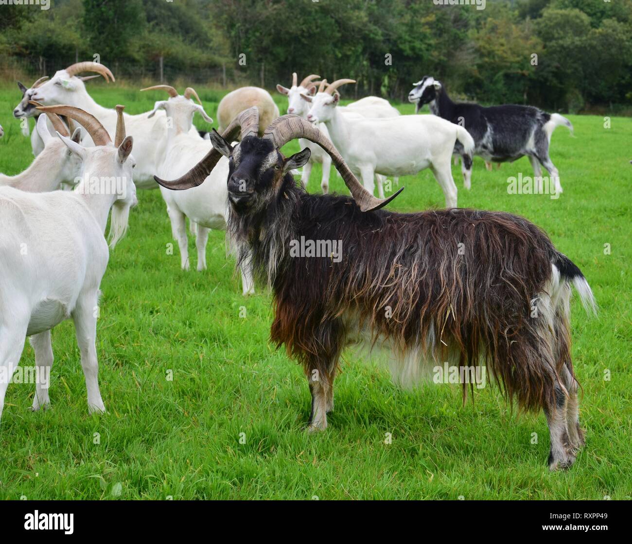 Eine beeindruckende Ziegenbock mit Hörnern, stehend auf einer Wiese mit anderen Ziegen. Irland. Stockfoto