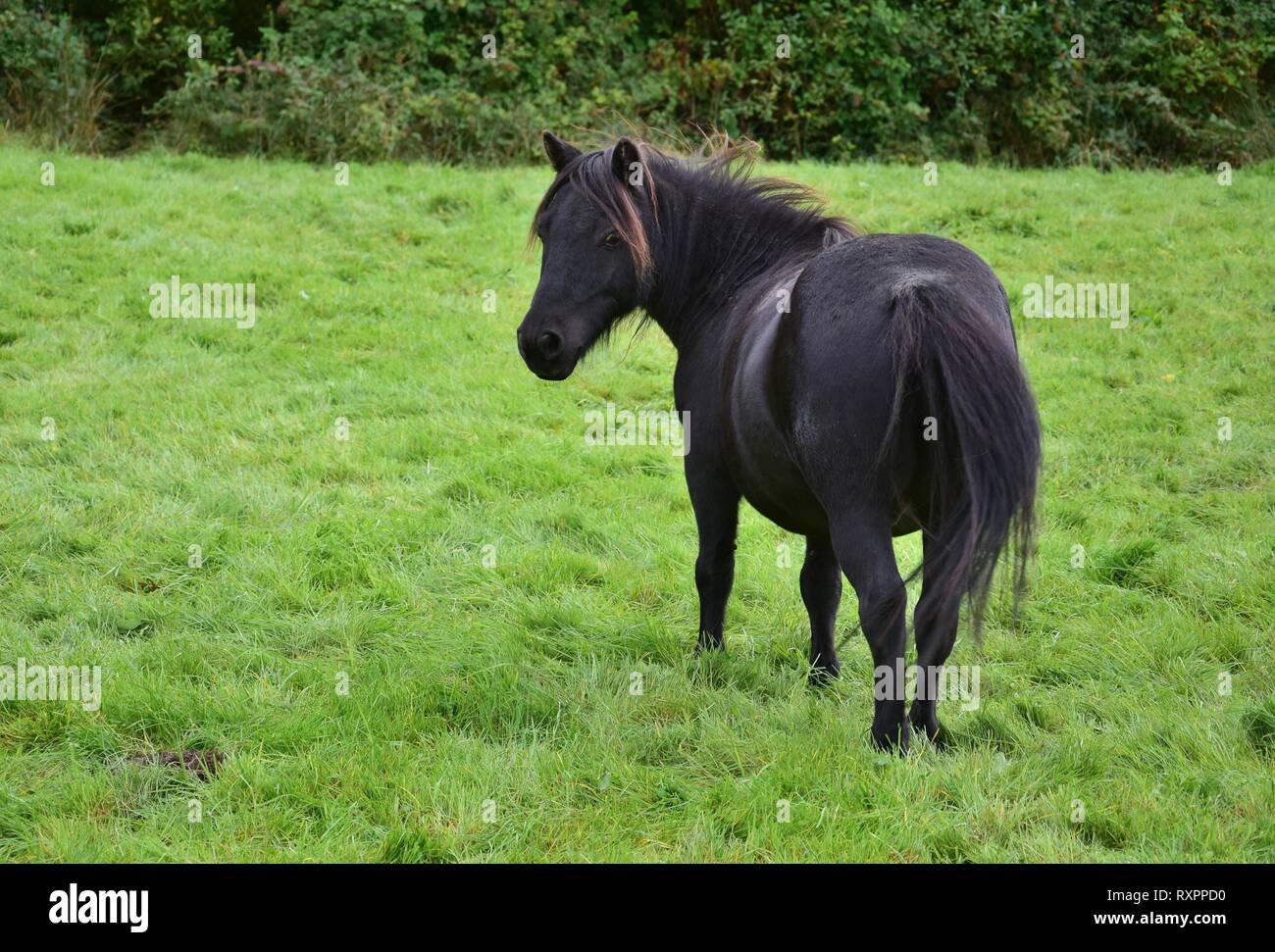 Cute schwarz Shetlandpony auf einer Wiese in Irland, drehen den Kopf an den Fotografen. Stockfoto