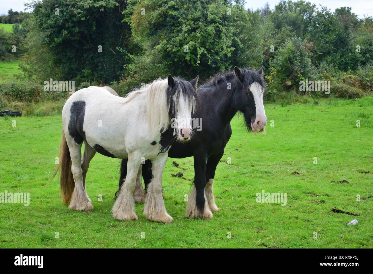 Zwei Tinker in Irland, ein Schwarzer mit einem Blaze und einem piebald weiß-schwarz. Die schwarze hat einen kleinen Bart. Stockfoto