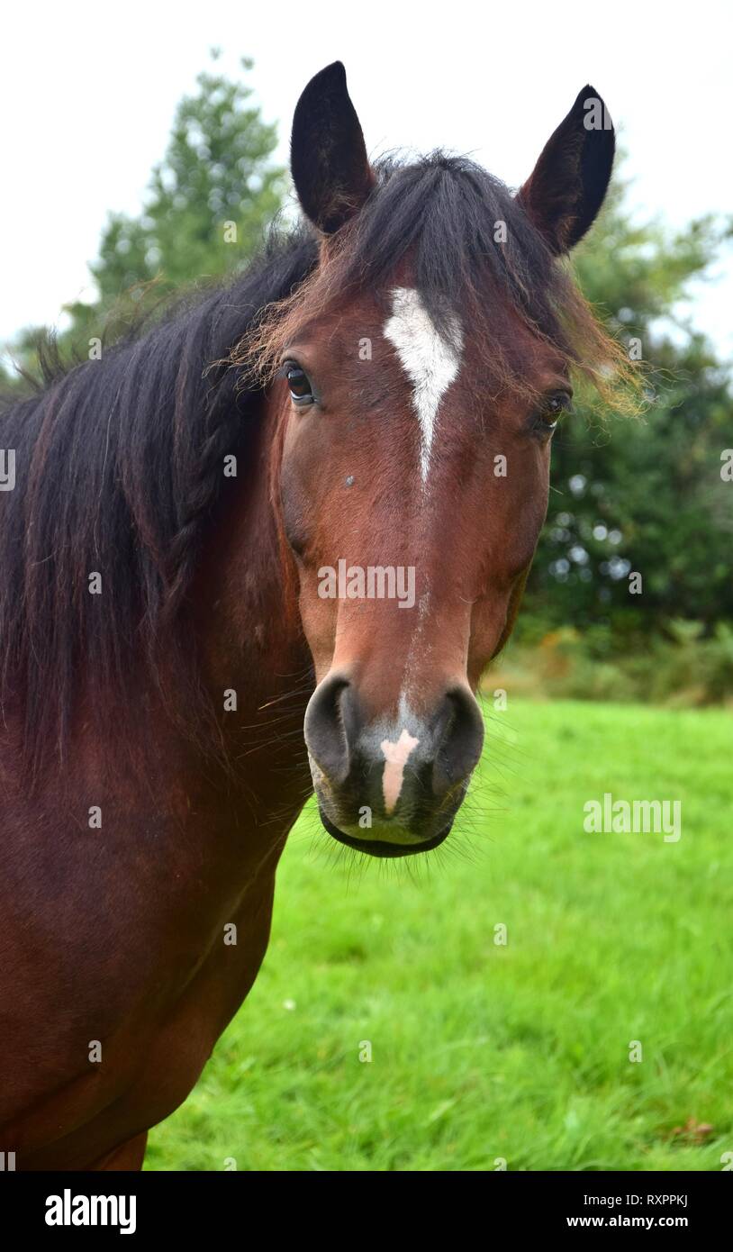 Porträt einer Bay Horse mit weißen Abzeichen in Irland. Stockfoto