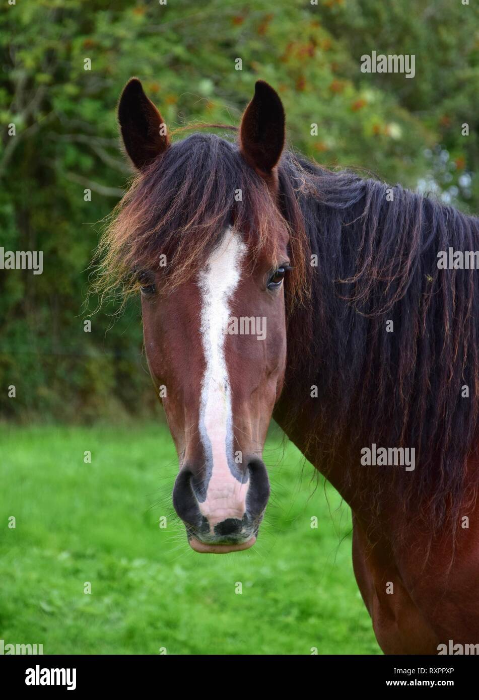 Porträt einer Bay Horse mit einer weißen Blesse. Gras ein Gebüsch im Hintergrund. Irland. Stockfoto