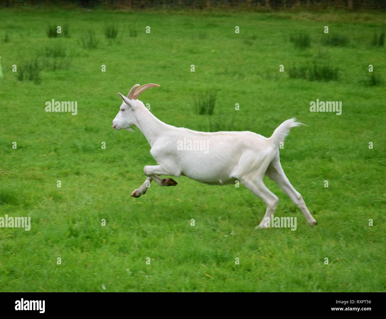 Eine weiße Ziege mit Hörnern auf einer Wiese in Irland läuft. Stockfoto