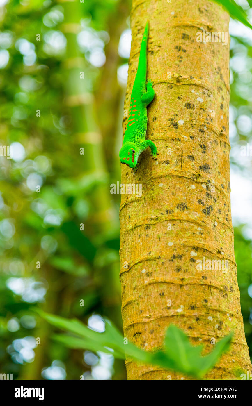 Grüne exotische Echse kriecht auf Baumstamm Stockfoto