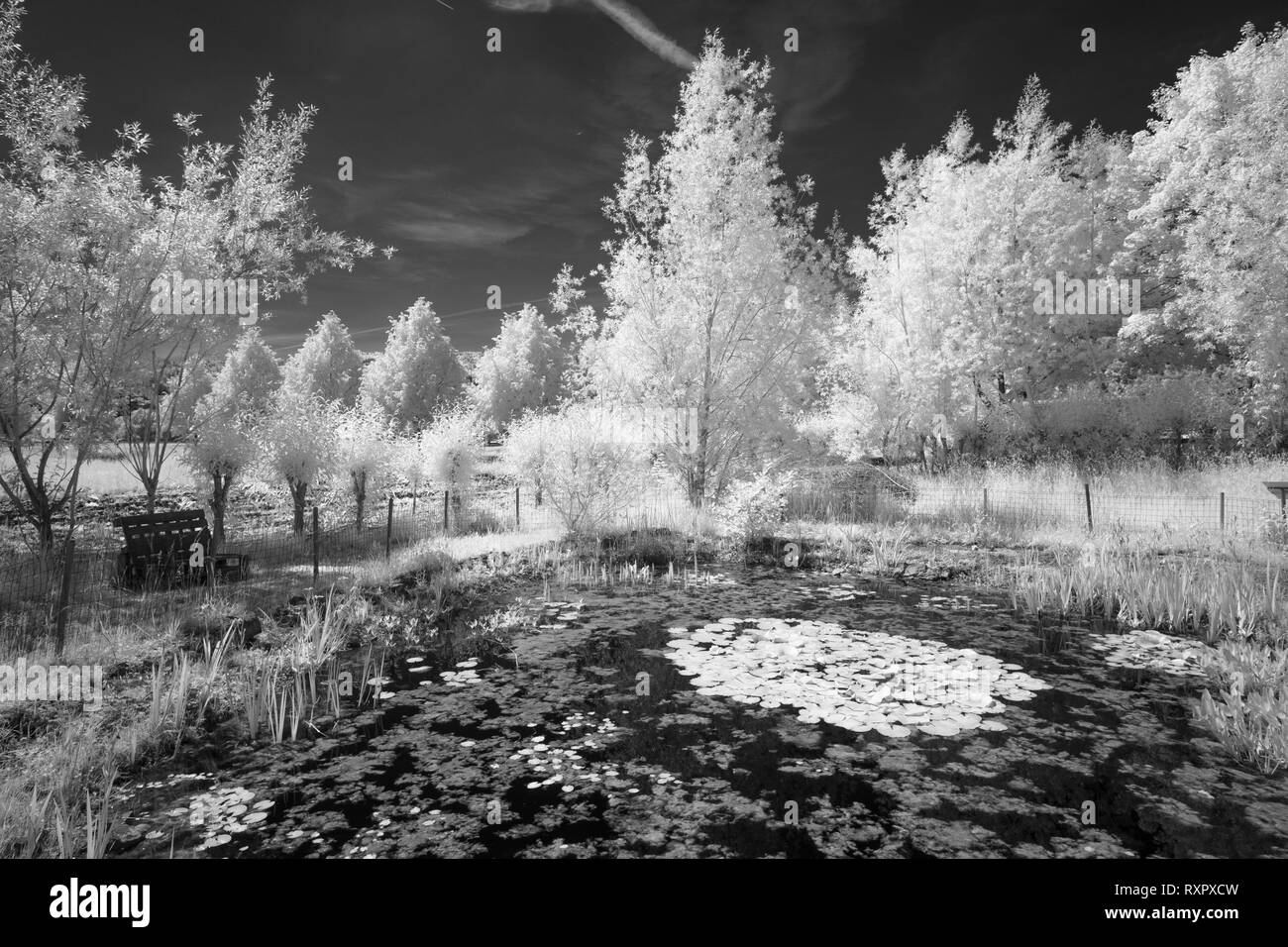 Farytale Teich mit Bäumen in Schwarz und Weiß infrarot Landschaft Stockfoto