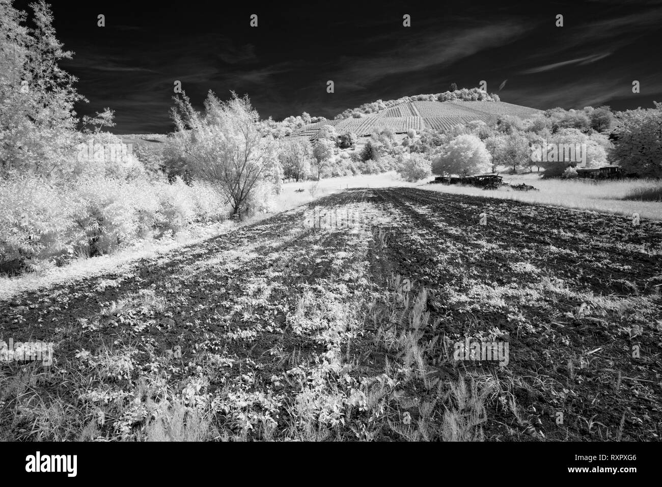 Ackerkulturen mit Weinberg im Hintergrund schwarz und weiß Infrarot Landschaft Stockfoto