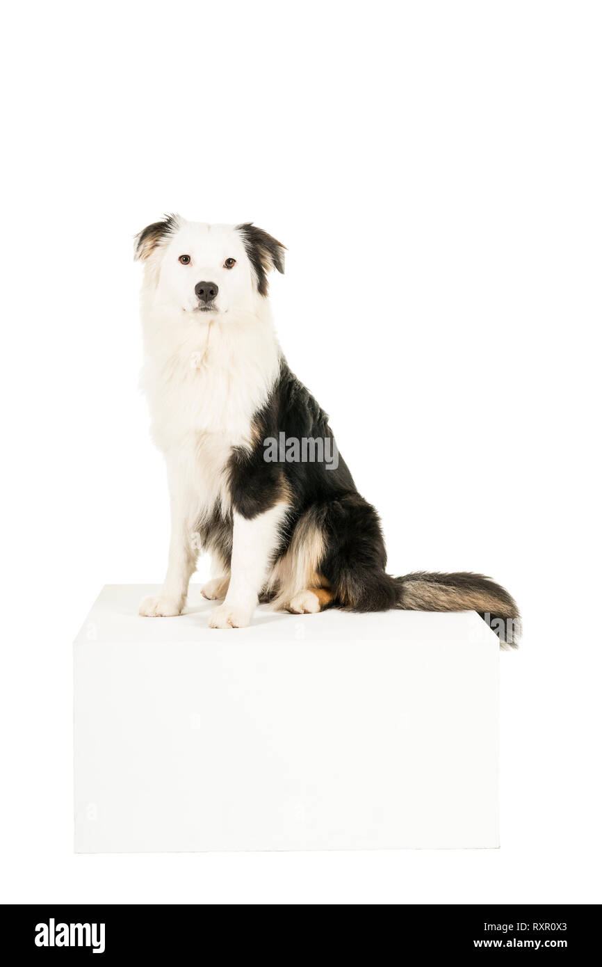 Australian Shepherd Dog in weißen Hintergrund in die Kamera schaut Stockfoto