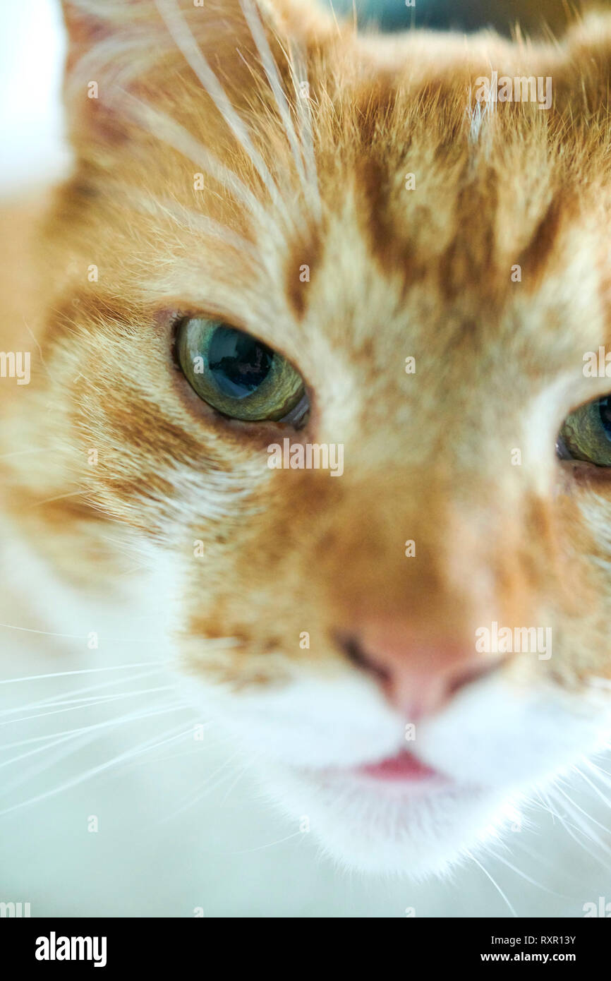 Orange und weiß Katze passt sie. Stockfoto