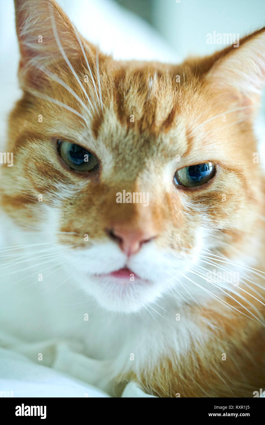 Orange und weiß Katze passt sie. Stockfoto