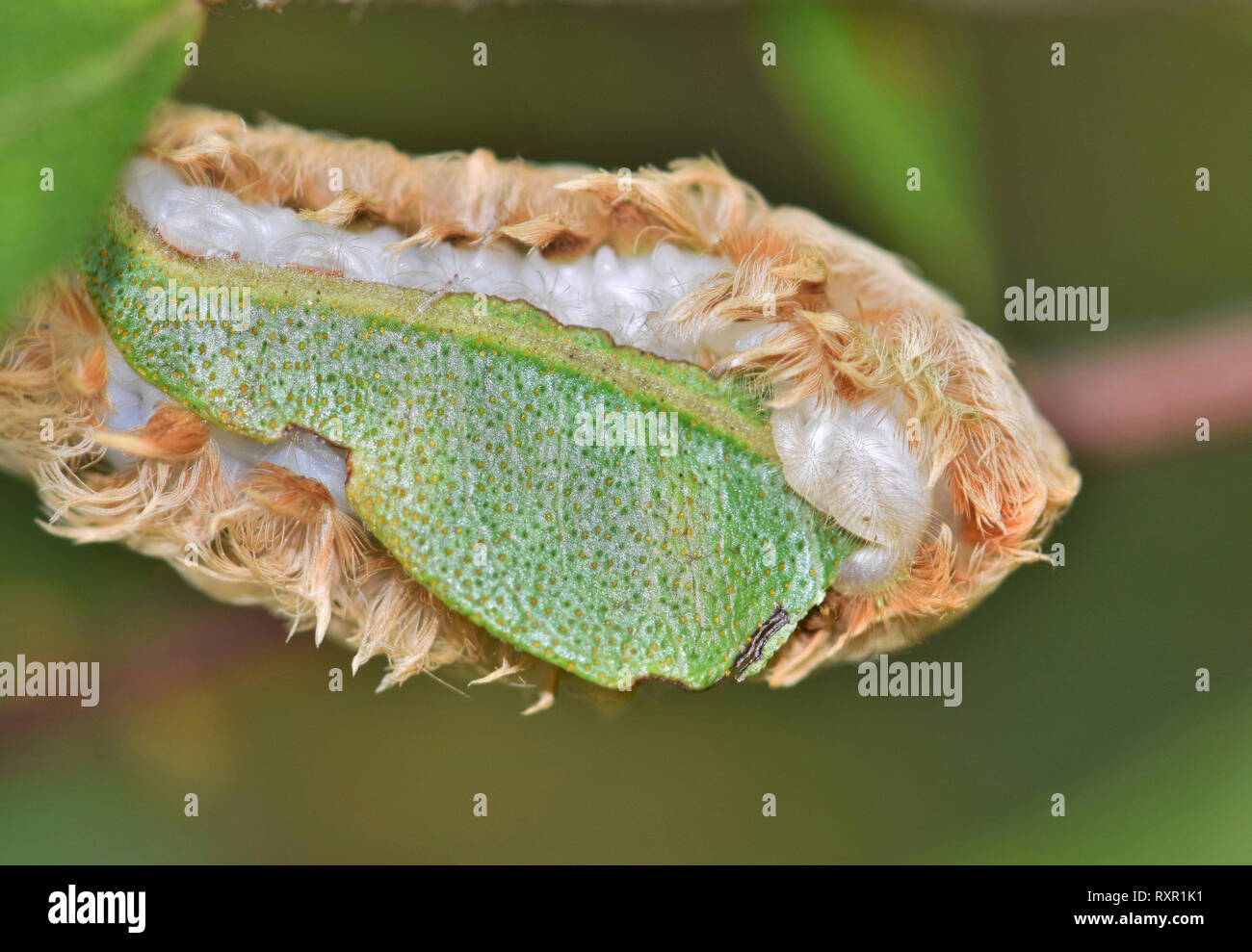 Ein Flanell Motte Caterpillar (Megalopygidae opercularis) Essen einen Baum Blatt und zeigt seine weiche, weiße Unterseite. Diese sind giftige Kreaturen. Stockfoto