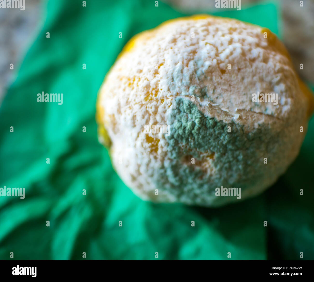 Isoliert, faulen, Abgeklungen, faulen Zitrone auf ein grünes Tuch Stockfoto