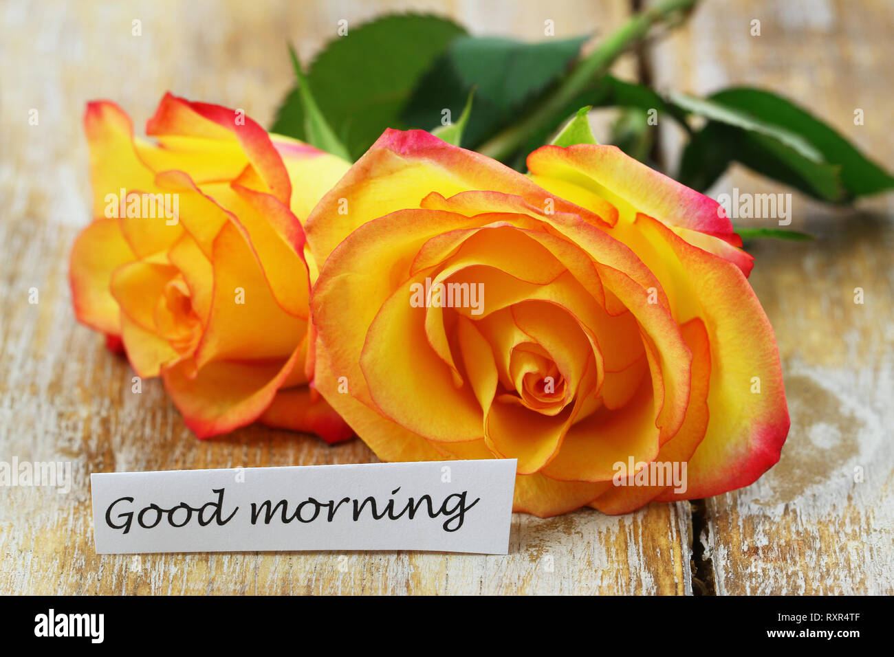 Guten Morgen Karte mit zwei roten und gelben Rosen auf rustikale Oberfläche Stockfoto