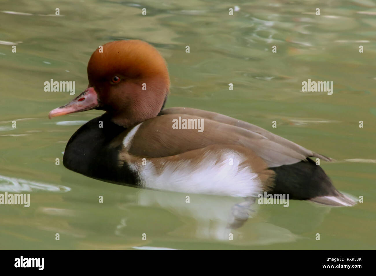 Braune Leitung Ente Ente pochard sehr nett und wissenschaftlicher Name aythya Feria Stockfoto