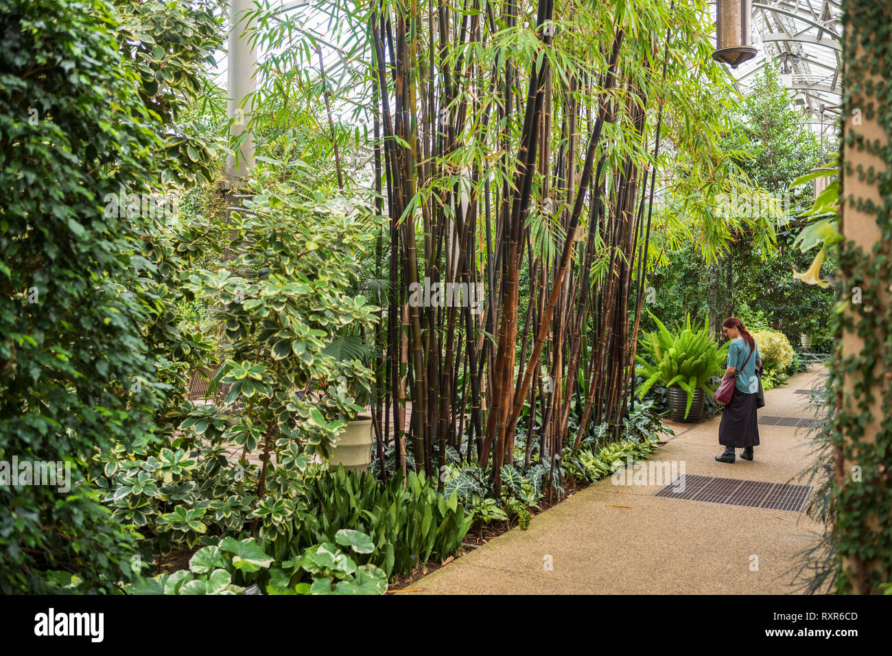 Orchid Extravaganza in Longwood Gardens, Kennett Square, Pennsylvania, USA, 3. März 2019. Stockfoto