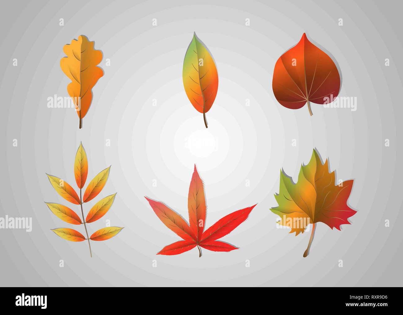 Im Herbst fallenden Blätter auf grauem Hintergrund. Vector Illustration. 10 eps Stock Vektor