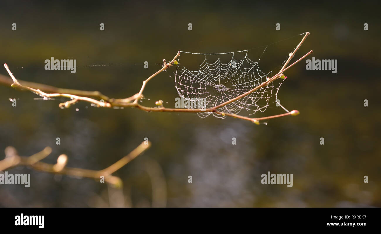 Winter Sonne auf ein Cobweb in Woodland. Stockfoto
