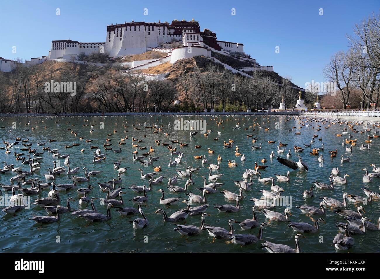 Lhasa. 10 Mär, 2019. Foto am 10. März 2019 zeigt den Blick auf einen Park in der Nähe der Potala Palast in Lhasa, Hauptstadt von Südwesten Chinas Tibet autonomen Region berücksichtigt. Credit: Purbu Zhaxi/Xinhua/Alamy leben Nachrichten Stockfoto