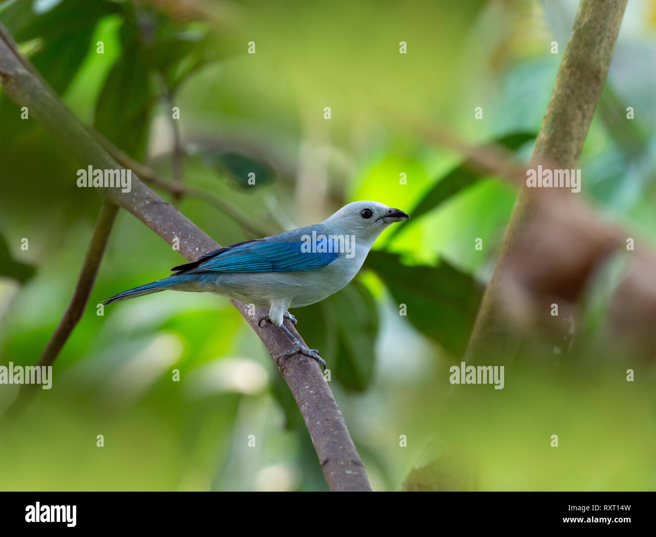 Blau-grau tanager Thraupis episcopus Costa Rica Februar Stockfoto