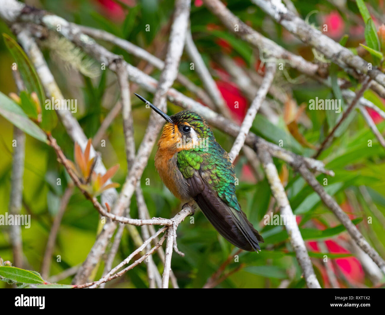 Lila-throated mountaingem Lampornis calolaemus weiblichen Costa Rica Februar Stockfoto