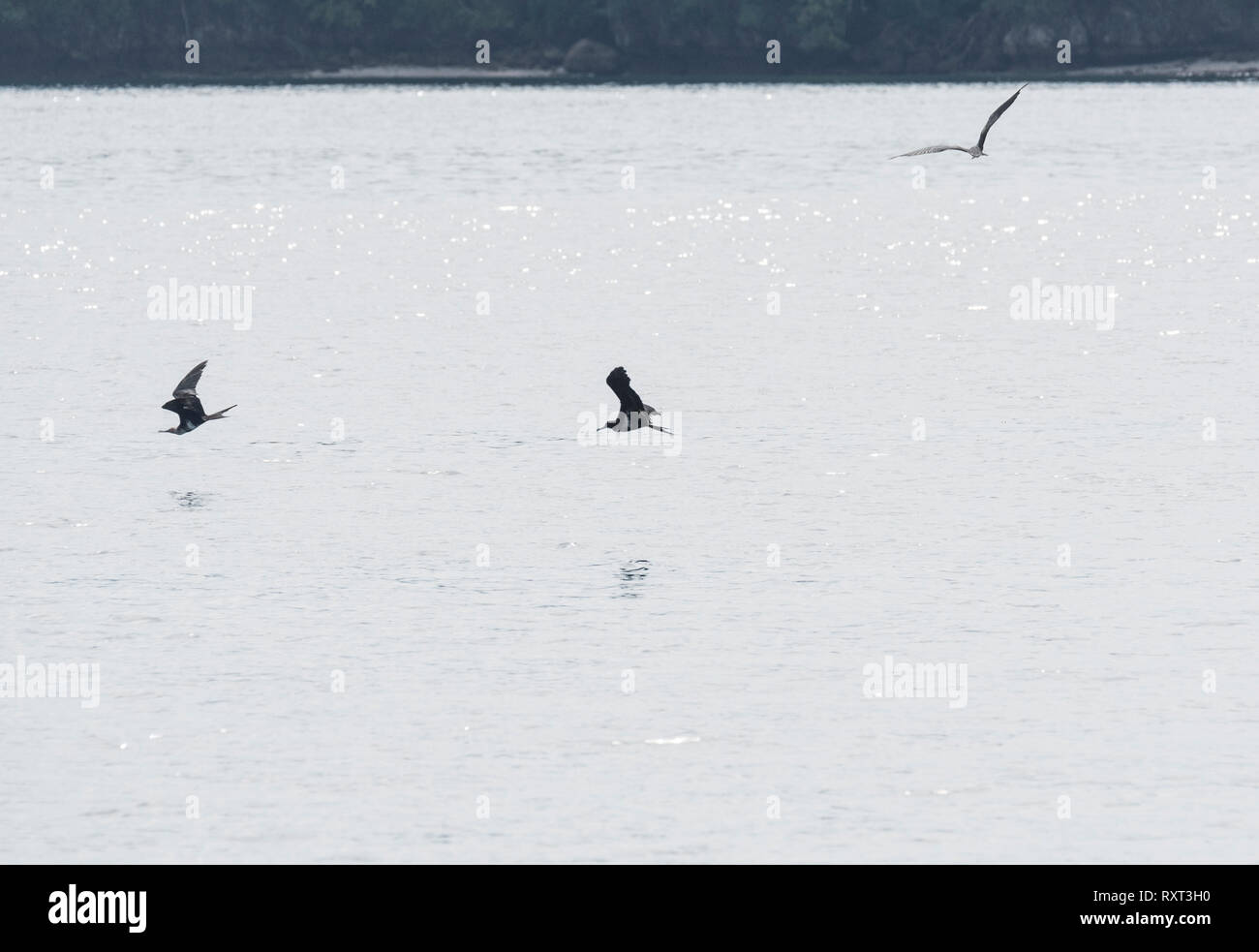 Weniger Frigatebirds (fregata Ariel) Angeln Stockfoto