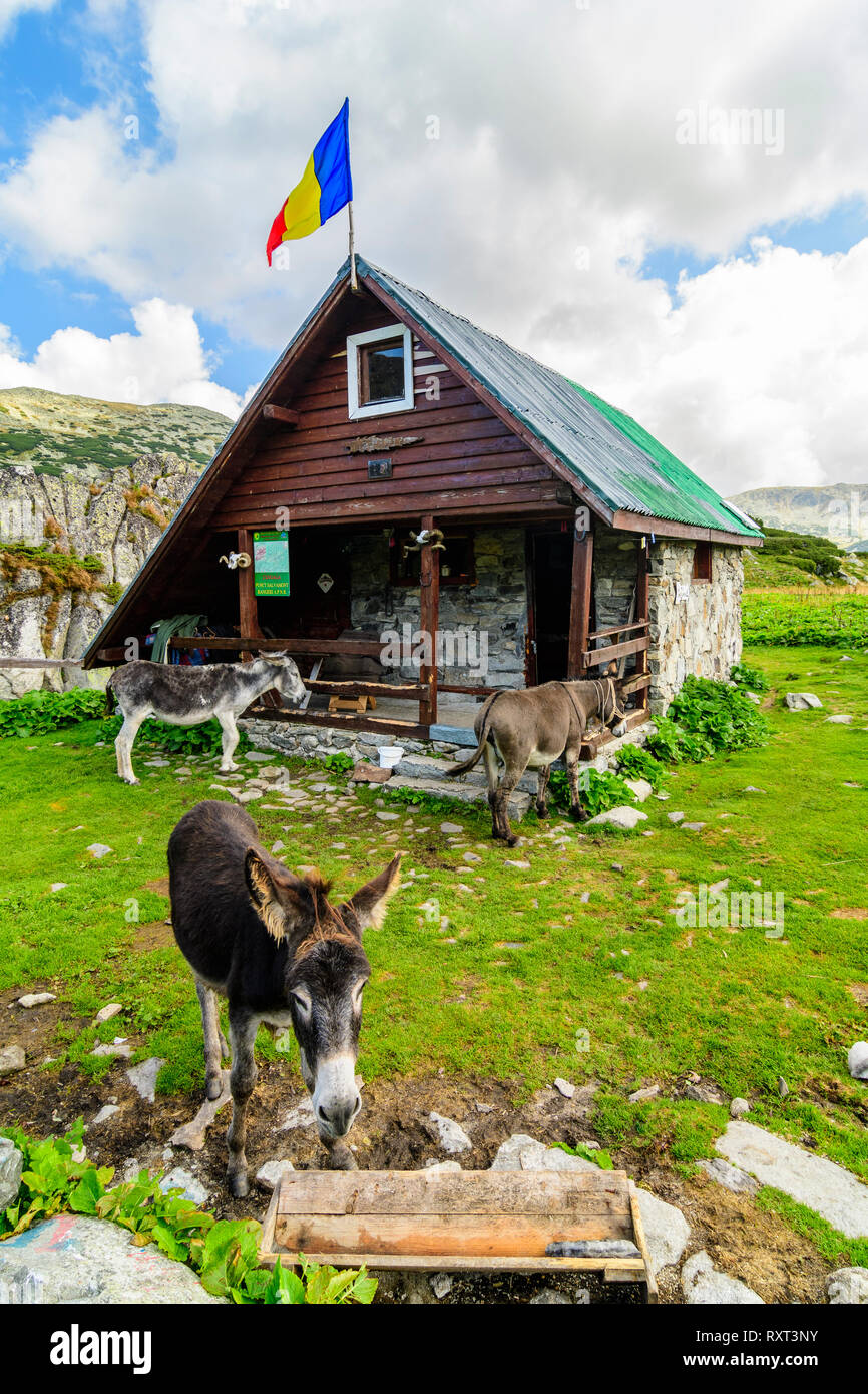 Esel im Retezat Nationalpark, der rumänischen Karpaten. Stockfoto