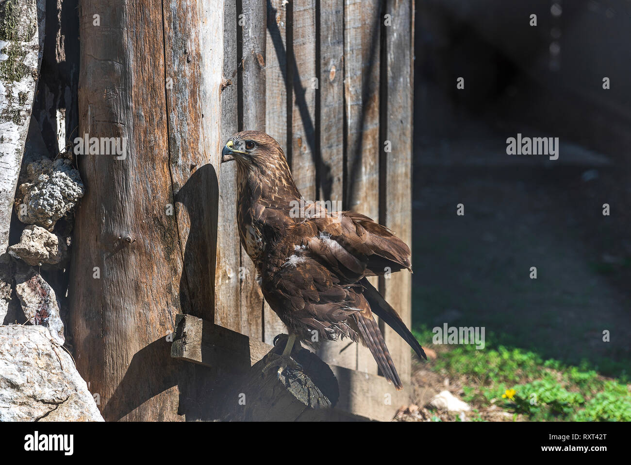 Golden Eagle junger Vogel Stockfoto