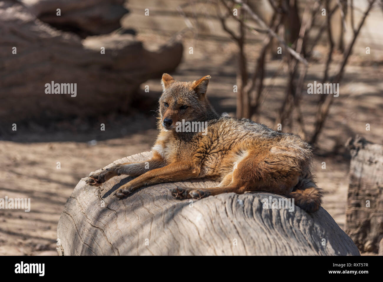 Canis aureus Schakal Stockfoto