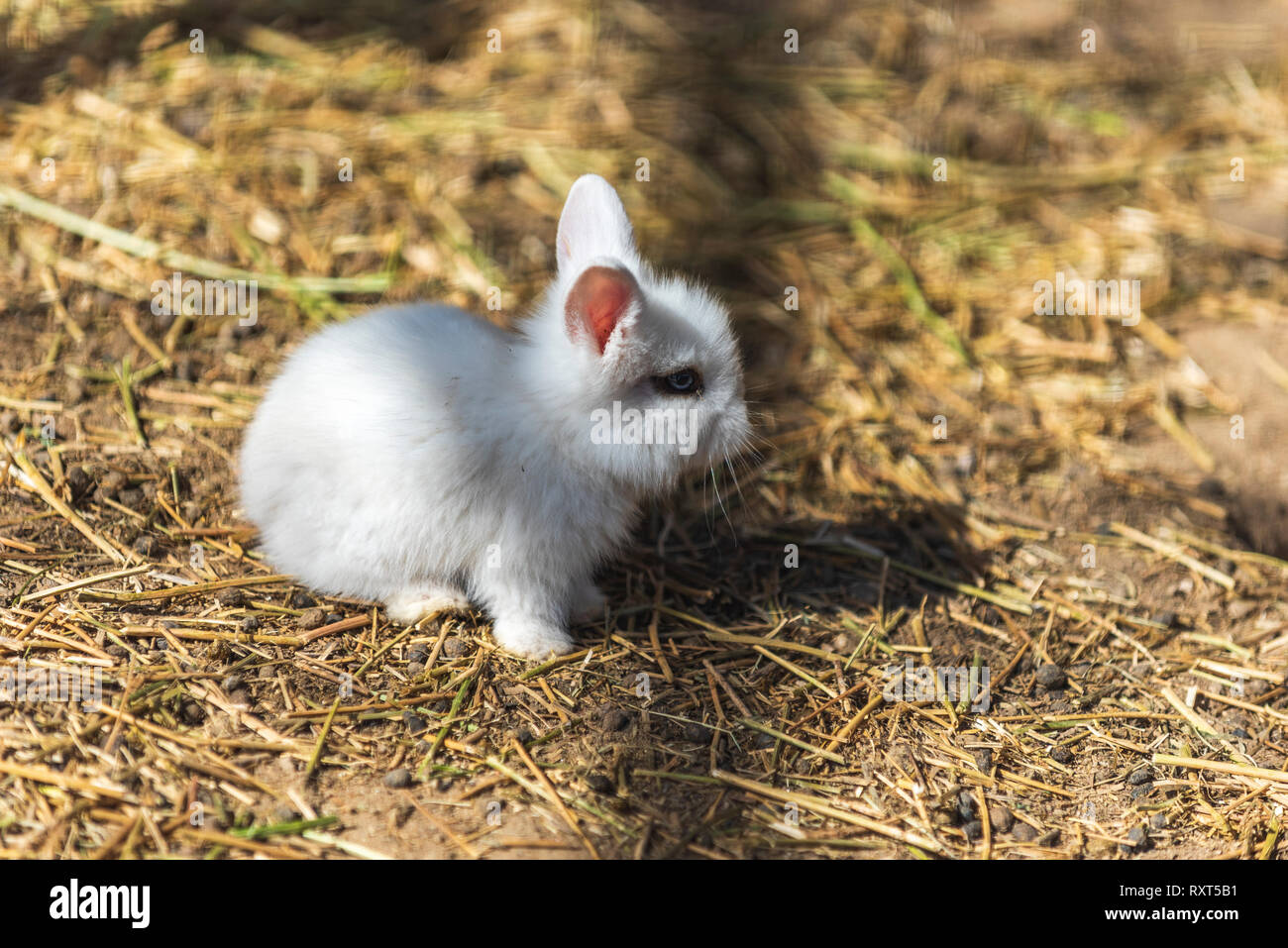 Kleines Baby White Rabbit Stockfoto