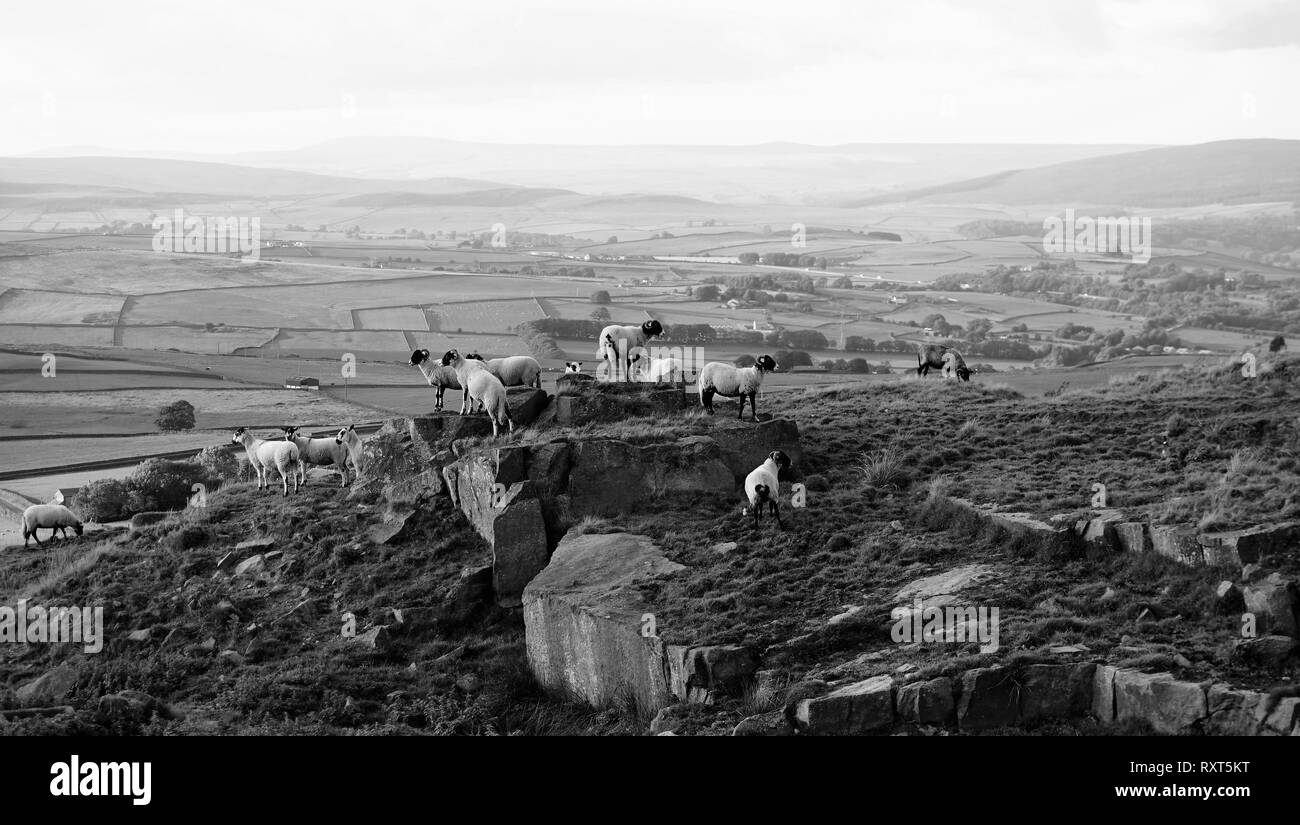 Schafe über Silsden, West Yorkshire, UK Stockfoto