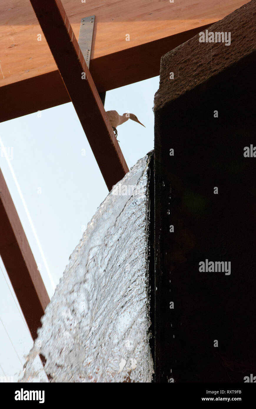 Sichtbar Vogel auf dem Balken unter der Decke. Fragment der Struktur im Africarium. Das Wasser des künstlichen Wasserfall ist sichtbar. Stockfoto