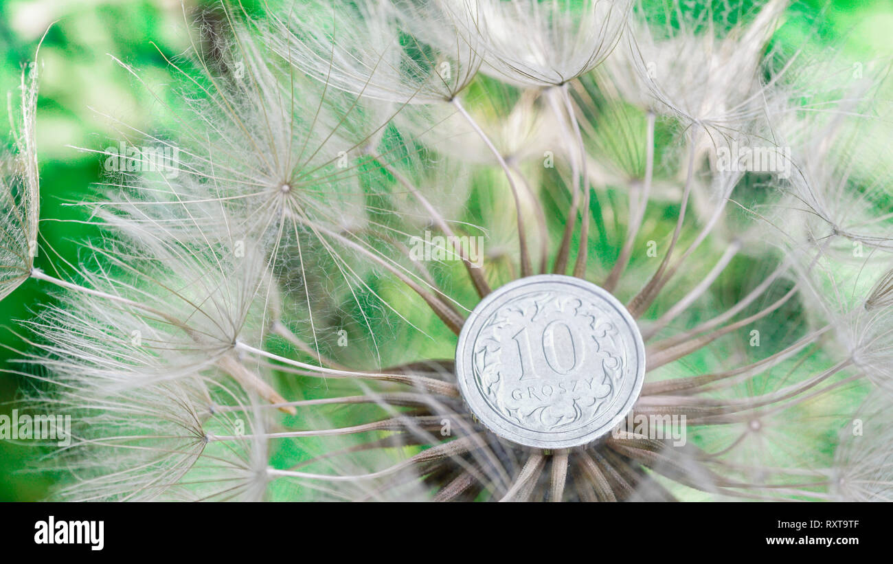 Löwenzahn mit Silber münze auf verschwommenen Hintergrund Stockfoto