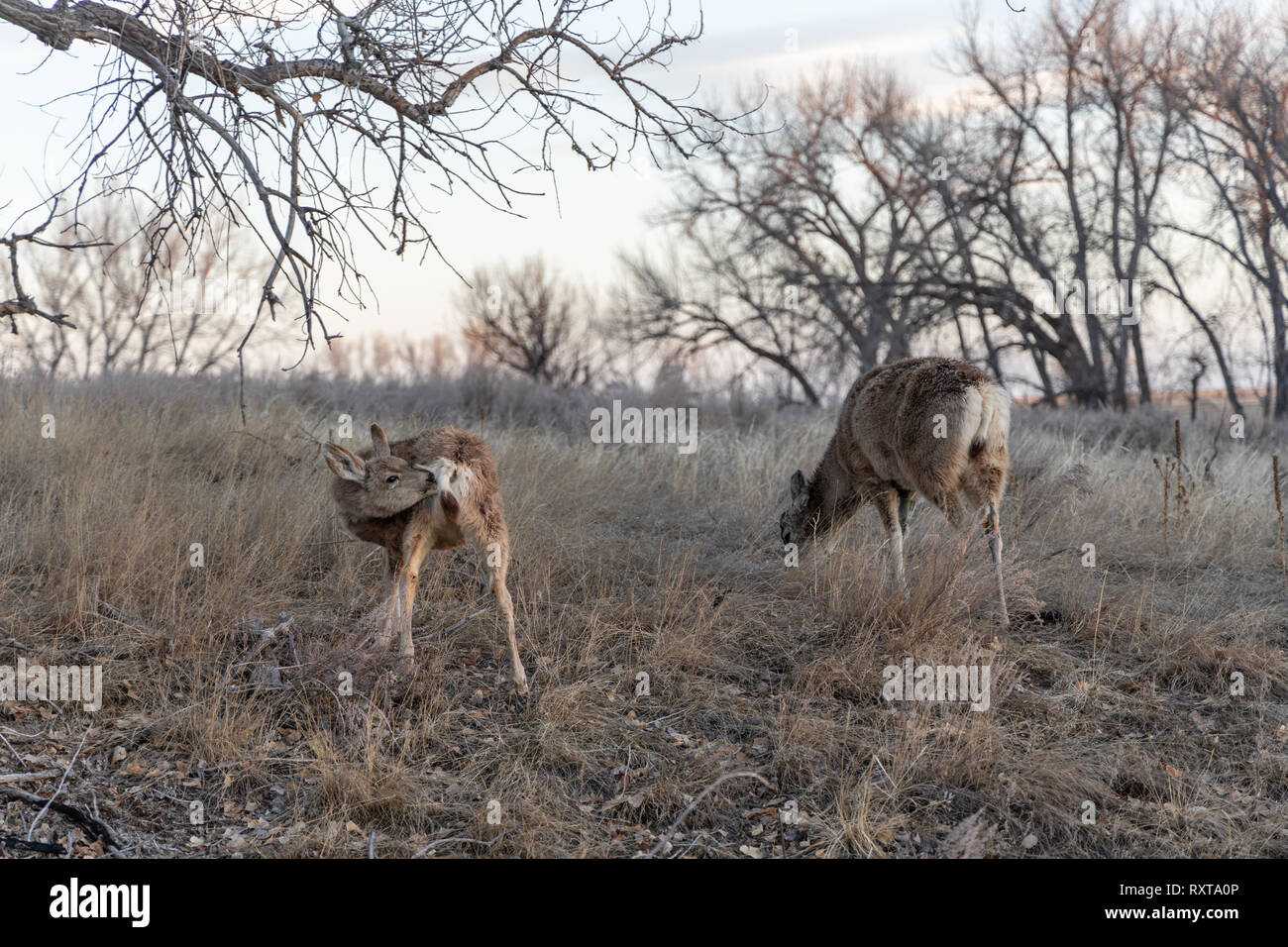 Whitetail deer doe und Reh mit Kitz selbst pflegen. Von der Rocky Mountain Arsenal, Colorado, USA. Stockfoto