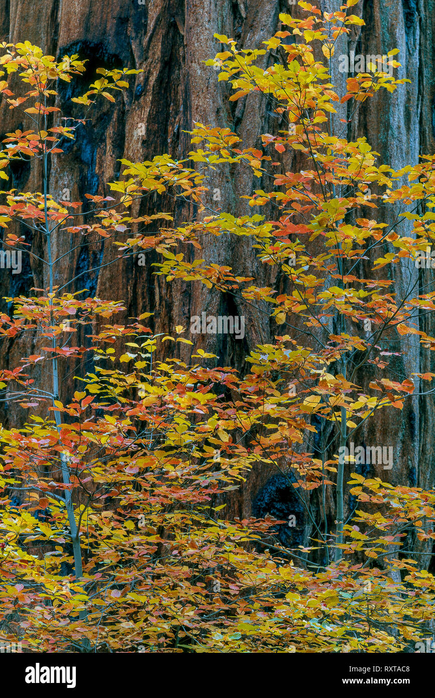 Hartriegel, Sequoia, Kings Canyon National Park, Kalifornien Stockfoto