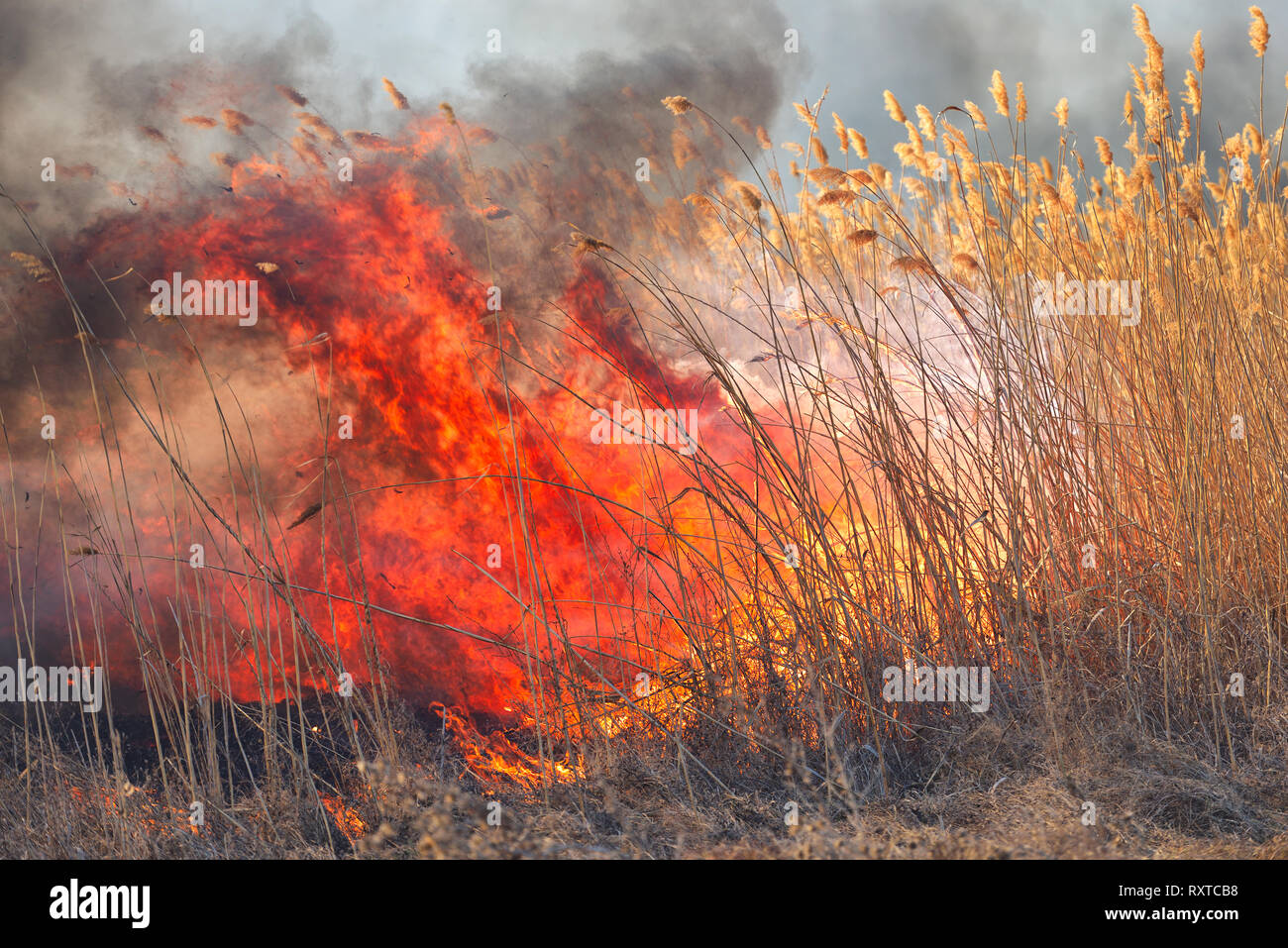 Große Flammen auf Feld in Brand. Zufällige Disaster Stockfoto