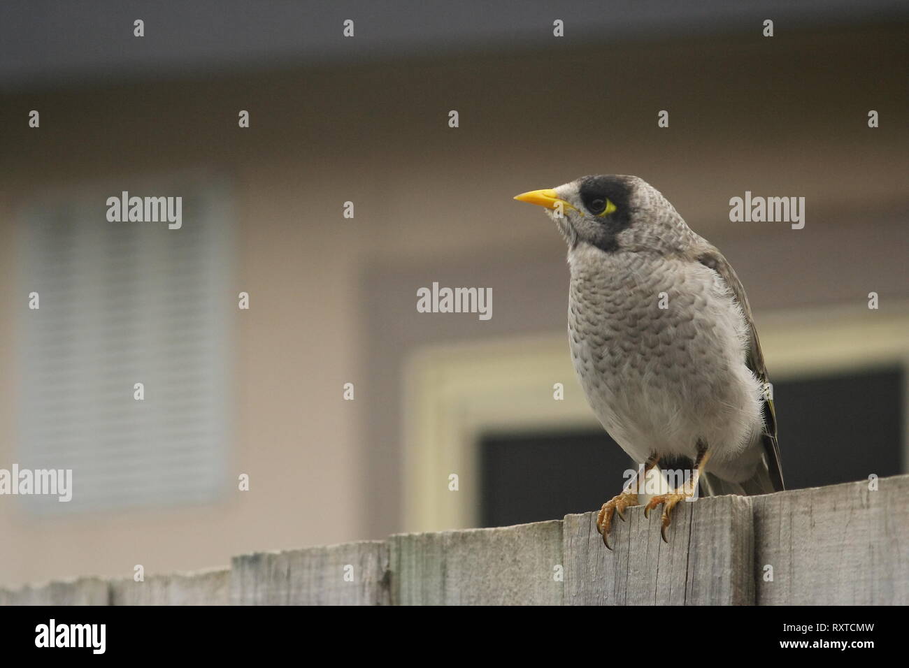 Laut Bergmann - "anorina melanocephala', thront auf einem Suburban Zaun Stockfoto