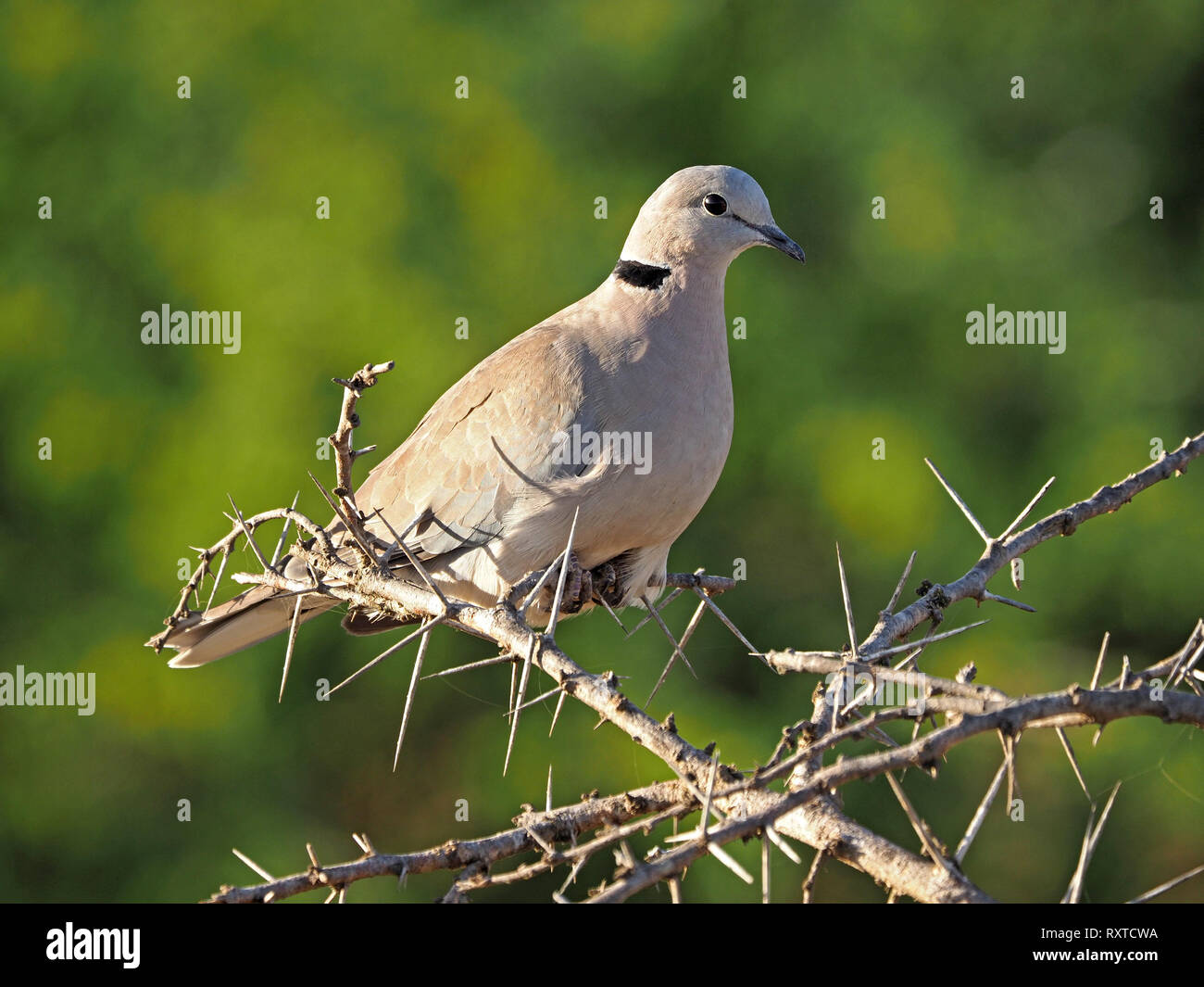 Single ring-necked dove (Streptopelia capicola) thront auf einem Zweig unter scharfen Stacheln von einer Akazie Thorn Tree in Nairobi National Park Kenia, Afrika Stockfoto