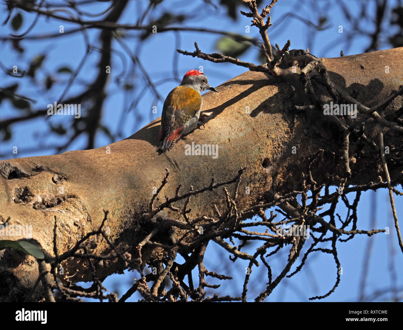 Männliche African Grey Specht (Dendropicos goertae) mit graue Unterseite & helle rote Kappe auf der Suche nach Insekten auf stabilen Zweig des Baumes in Kenia, Afrika Stockfoto