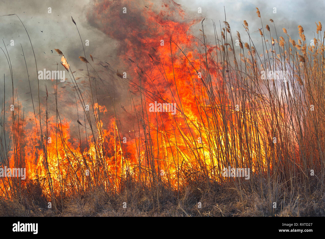Große Flammen auf Feld in Brand. Zufällige Disaster Stockfoto