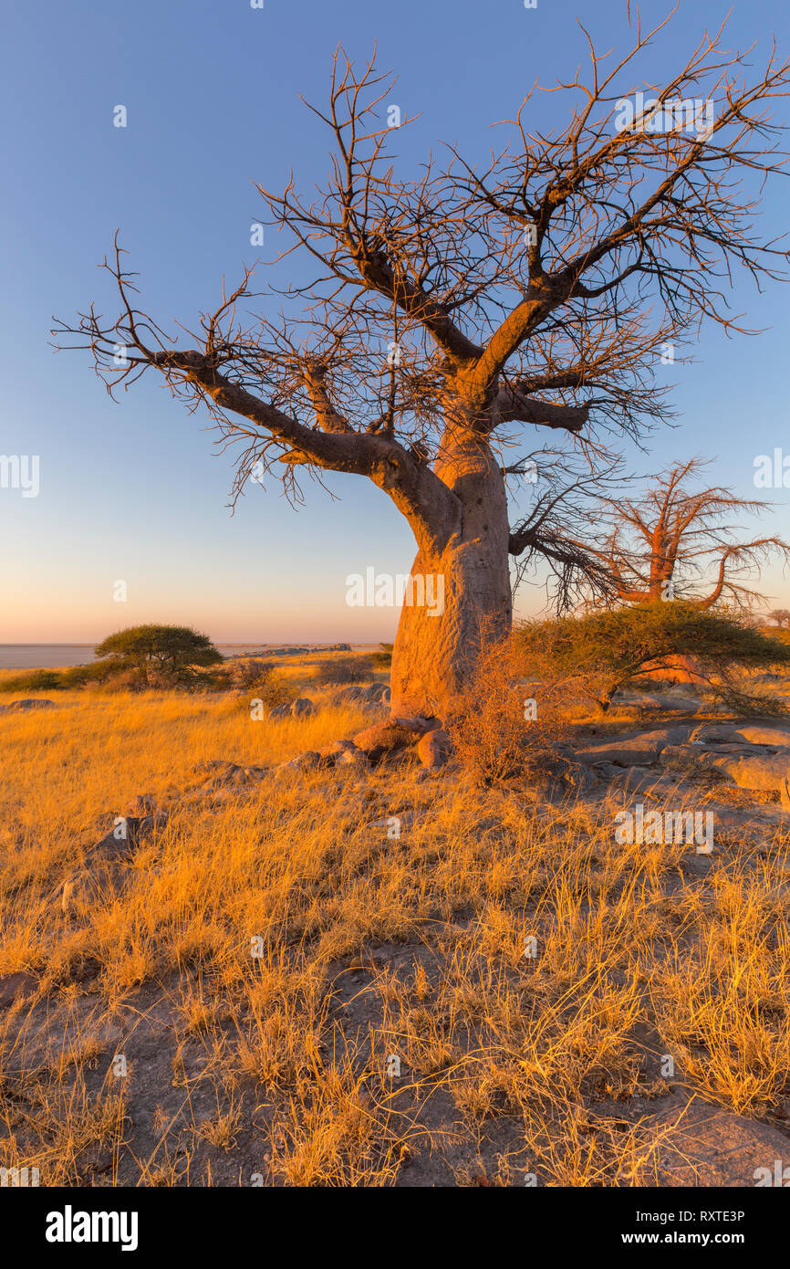 Baobab Baum im Winter Stockfoto