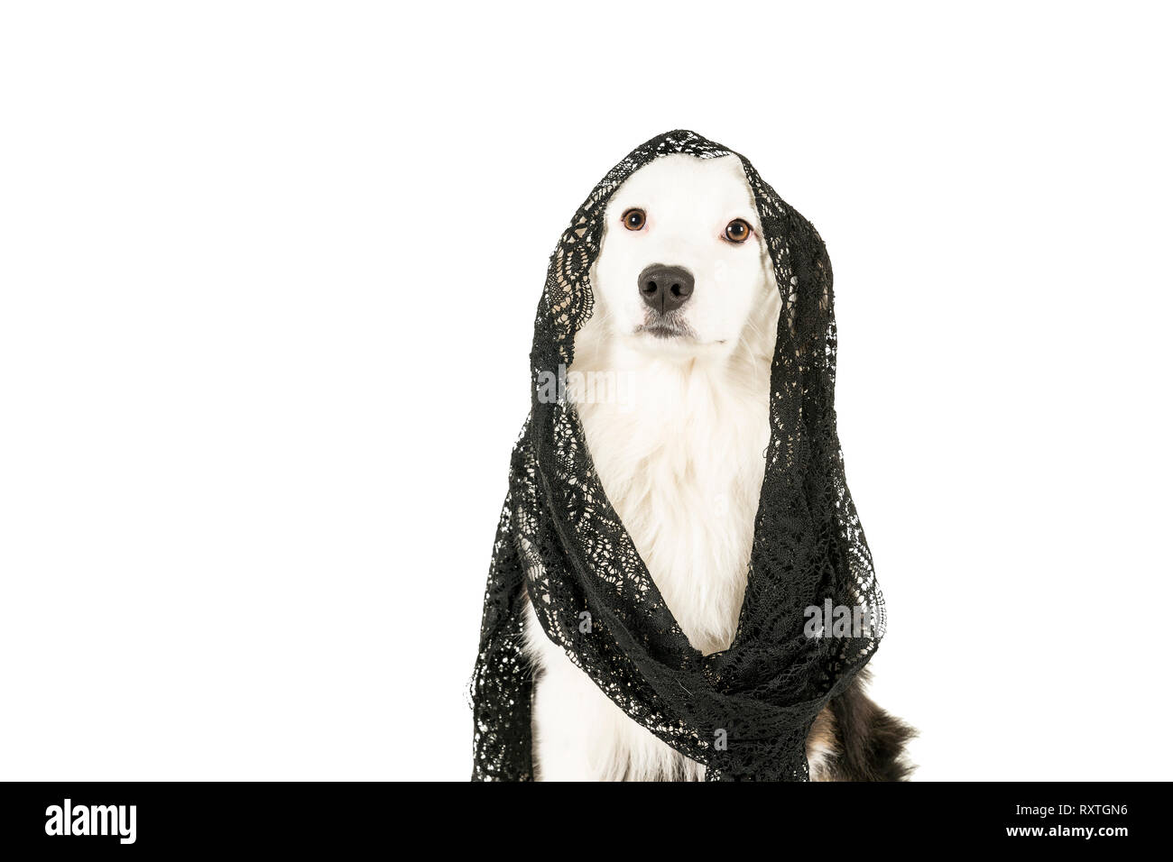 Australian Shepherd Dog in weißen Hintergrund trägt einen schwarzen Schleier Stockfoto