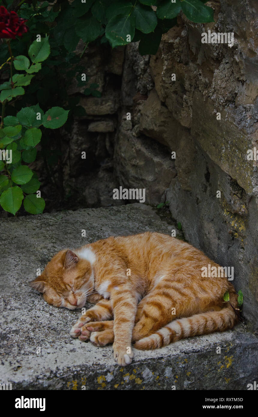Eine orange cat Schlafen auf eine Mauer aus Stein, eine idyllische Landschaft Landschaft von Istrien, Kroatien, vertikale Tapete mit Kopie Raum Stockfoto
