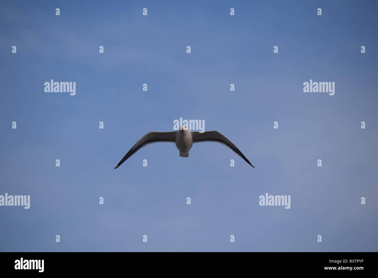 Am Strand von Santa Monica, Kalifornien Vogel Stockfoto