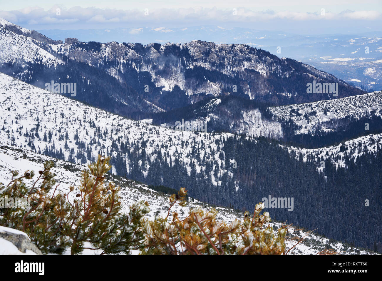 Panoramablick über schneebedeckte Nadelwälder und Bergtäler in der Hohen Tatra, Slowakei, mit Zwergkiefer im Vordergrund. Stockfoto