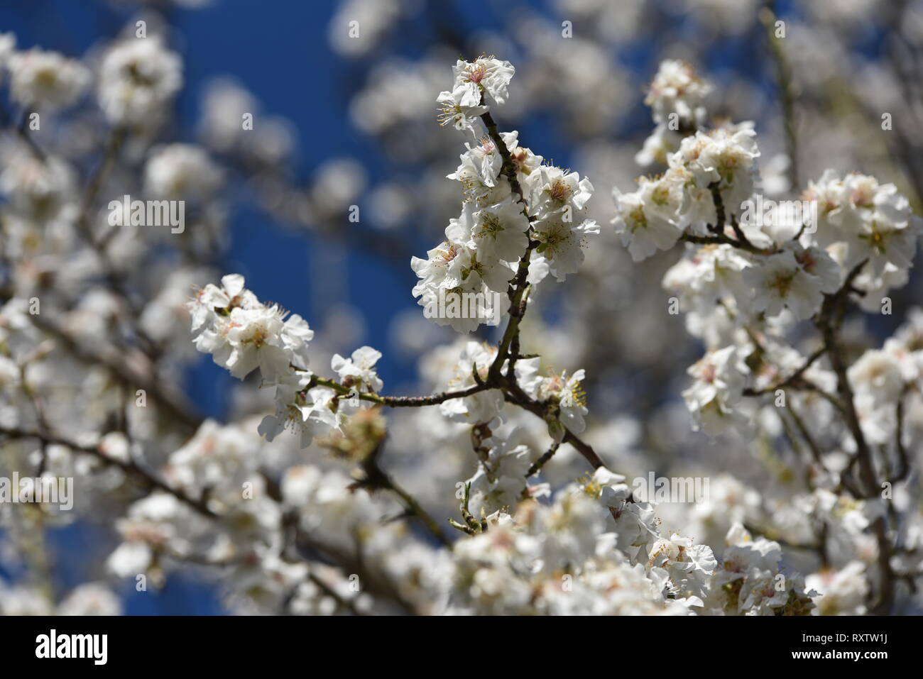 Mandelbaum Blüten sind rund um die Stadt von almazán gesehen, im Norden von Spanien, wo die Temperaturen bis 19 °C in den Nachmittagsstunden erreicht haben. Die blühenden Mandelbäumen ist mehrere Tage im Norden des Landes durch warmes Wetter erwartet. In den südlichen Provinzen des Landes, die Temperaturen erreichen 30°C Grad. Im Februar war der dritte wärmsten in Spanien bisher dieses Jahrhunderts. Stockfoto