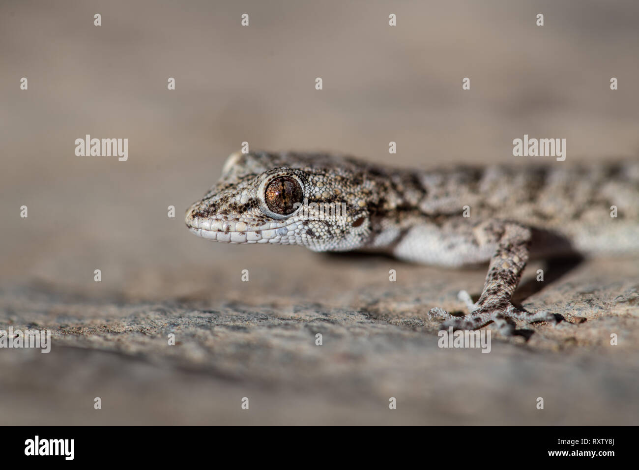 Ein Kotschy Gecko in seiner natürlichen Umgebung gefunden Stockfoto