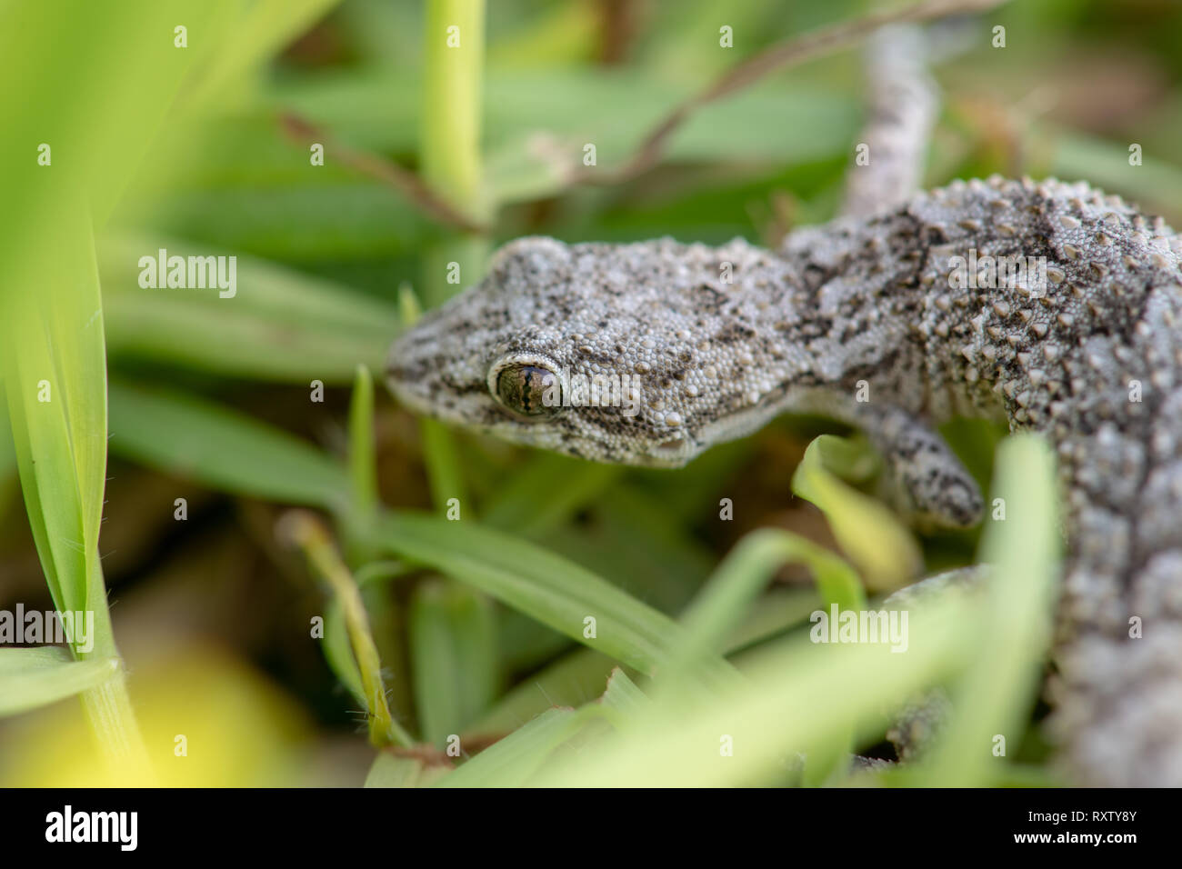 Ein Kotschy Gecko in seiner natürlichen Umgebung gefunden Stockfoto