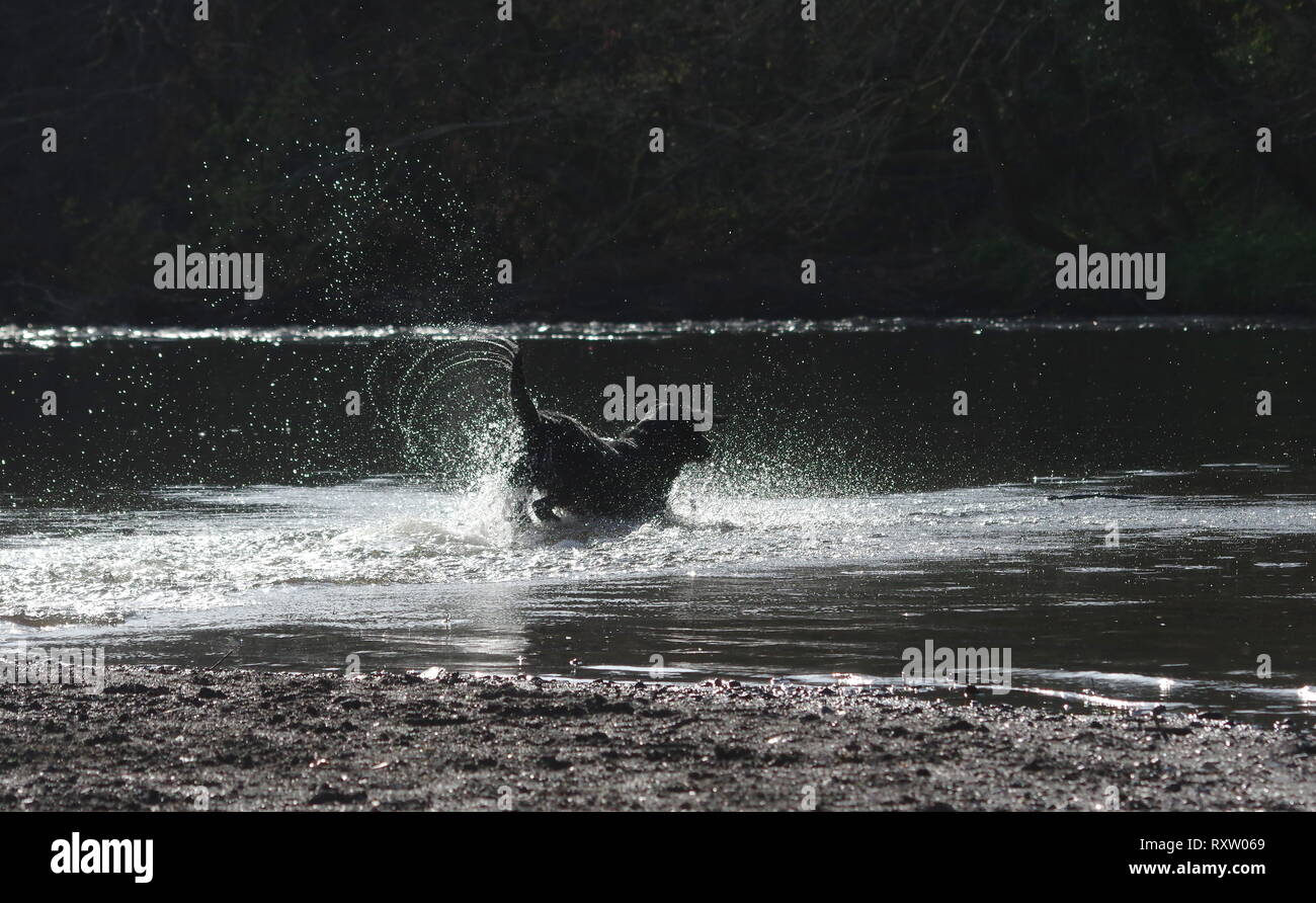 Schwarzer Labrador in Wasser läuft Stockfoto