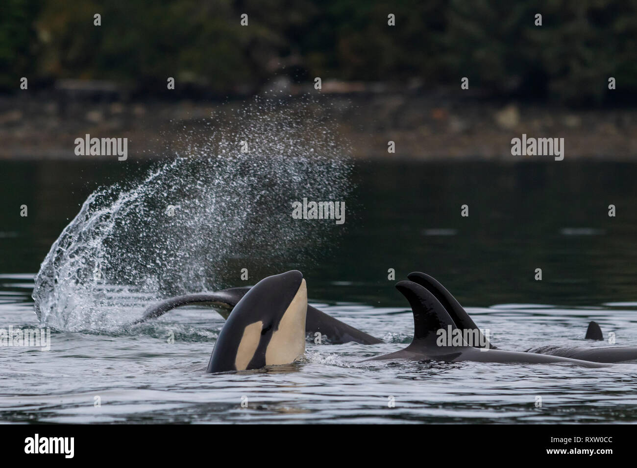 Familiengruppe der im Norden lebenden Killerwale (Orcinus Orca), die in der Nähe des Broughton Archipels, des First Nations Territory, vor Vancouver Island, British Columbia, Kanada, spielen Stockfoto