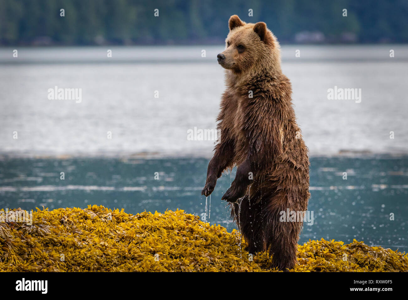 Niedliches Grizzlybärenjunge, das bei Ebbe im Seegras auf der Suche nach Mama an der Küste in Knight Inlet, First Nations Territory, British Columbia, Kanada, steht. Stockfoto